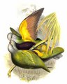 ptilope_magnifique