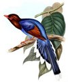pirolle_de_ceylan