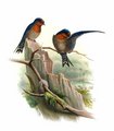 hirondelle_de_tahiti