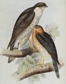 fauconnet_moineau