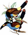 toucan_montagnard