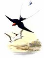 hirondelle_a_longs_brins