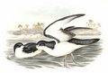 petrel_de_cook