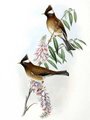 yuhina_a_diademe