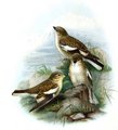 niverolle_du_tibet