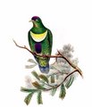 ptilope_mignon