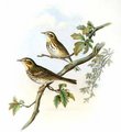 pipit_a_dos_olive