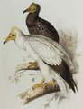 vautour_percnoptere