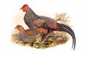 coq_de_sonnerat