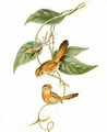 paradoxornis_a_front_fauve