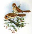 paradoxornis_fleche