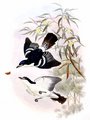 echenilleur_des_tanimbar