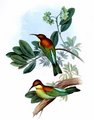 guepier_de_leschenault