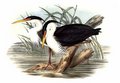heron_pie