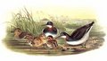 phalarope_a_bec_etroit
