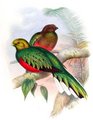 quetzal_brillant