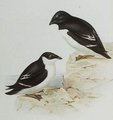 mergule_nain