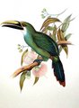 toucanet_de_wagler