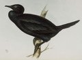 cormoran_de_vieillot