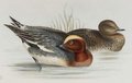 canard_siffleur