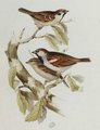 moineau_domestique