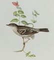fauvette_eperviere