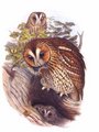 chouette_hulotte