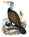 grand_cormoran
