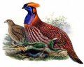 tragopan_de_temminck