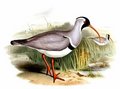 bec-d_ibis_tibetain