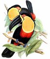 toucan_ariel