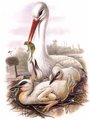 cigogne_blanche