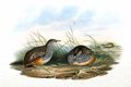 turnix_combattant