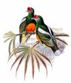 ptilope_casque
