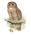 chouette_ocellee
