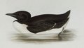 guillemot_de_brunnich