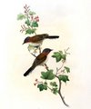 yuhina_a_tete_marron