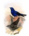grandala_bleu
