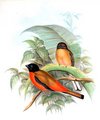 trogon_de_duvaucel