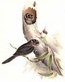 egothele_d_australie_1g