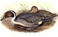 canard_pilet