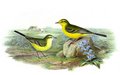 bergeronnette_flaveole