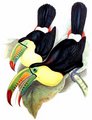 toucan_a_carene