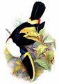 toucan_de_cuvier