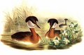 grebe_jougris