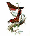 garrulaxe_a_ailes_rouges