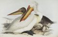 pelican_frise