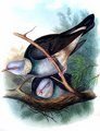 pigeon_cendre