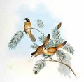 paradoxornis_a_menton_noir_1g