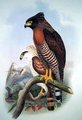 serpentaire_des_celebes